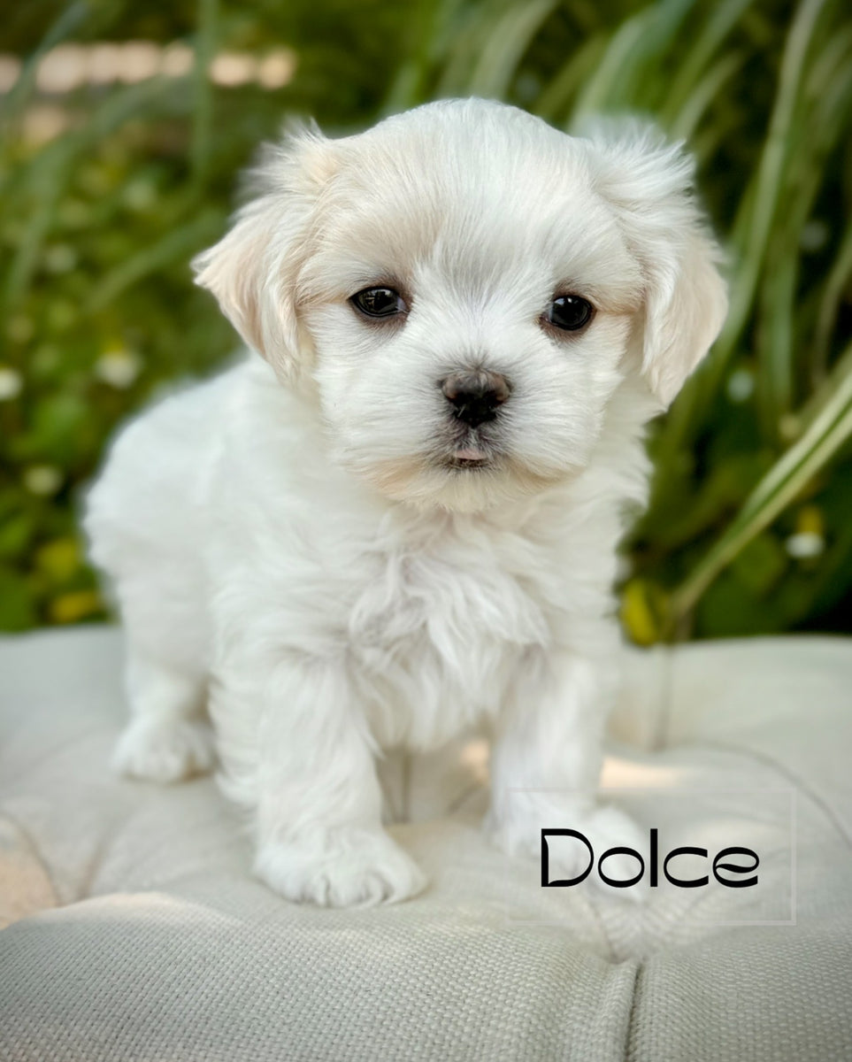 Maltese Shih Shih Tzu Schnauzer Mix Haircut Hot Miniature