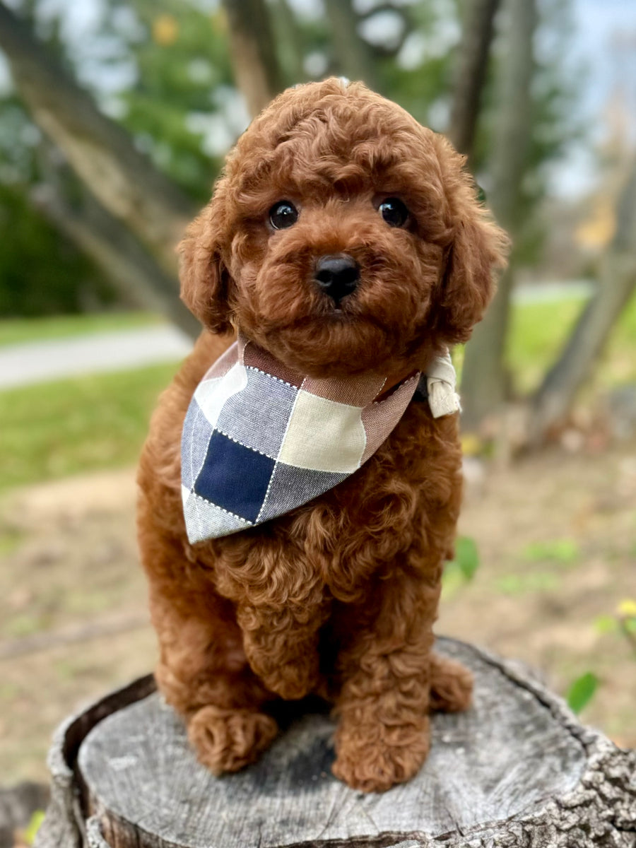 Hickory Poodle Cavapoo Puppy ADOPTED Precious Pups USA