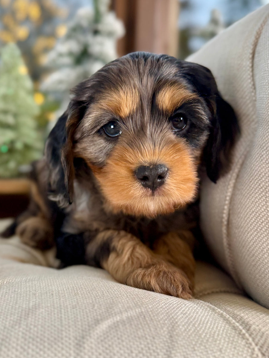 Poodle Puppies Doxiepoo Full Grown Cockapoo Dachshund Cross Poodle