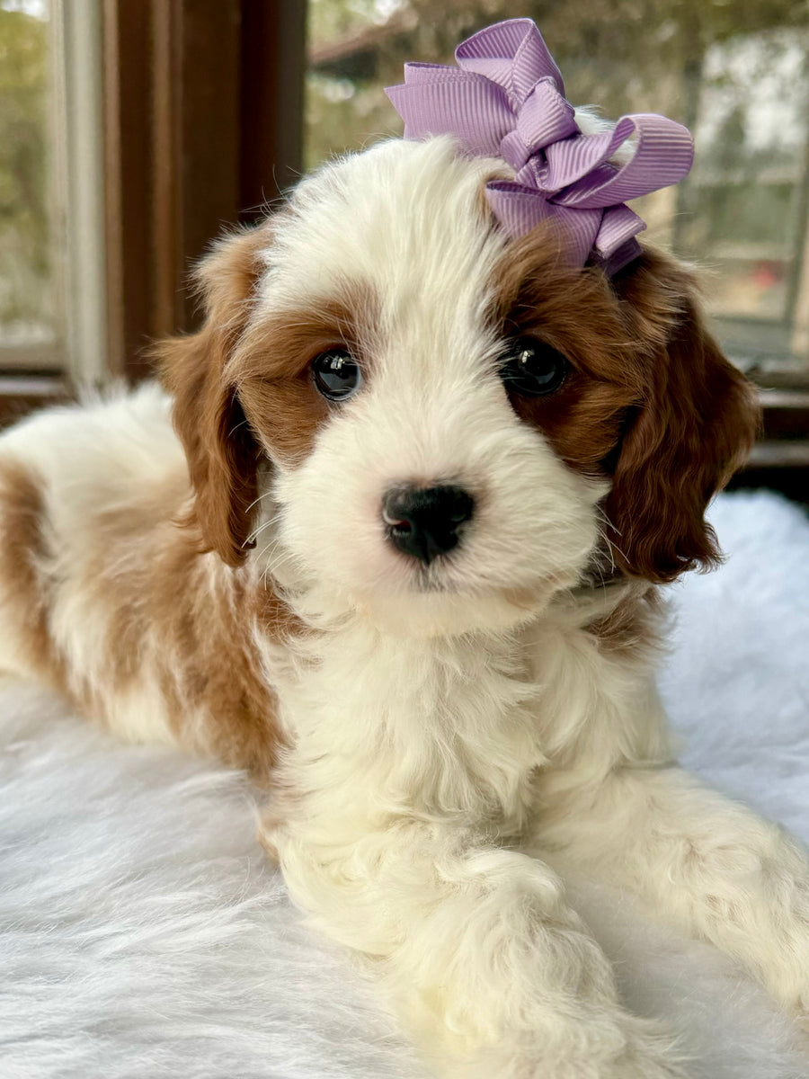 Cavalier King Charles Spaniel Buy Cavapoo Puppies Brooke