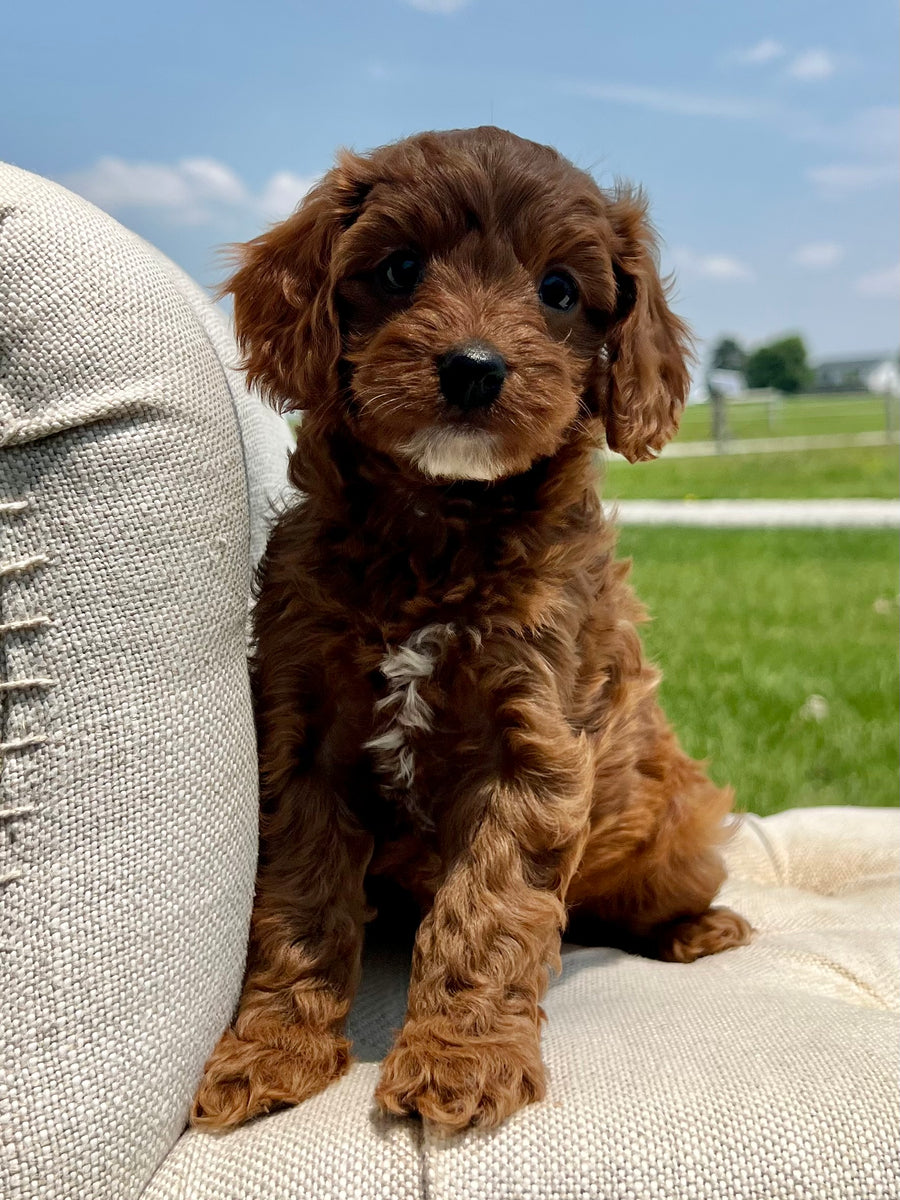 Chocolate Cavapoochon Dolly Cavapoo Puppy SOLD – Precious