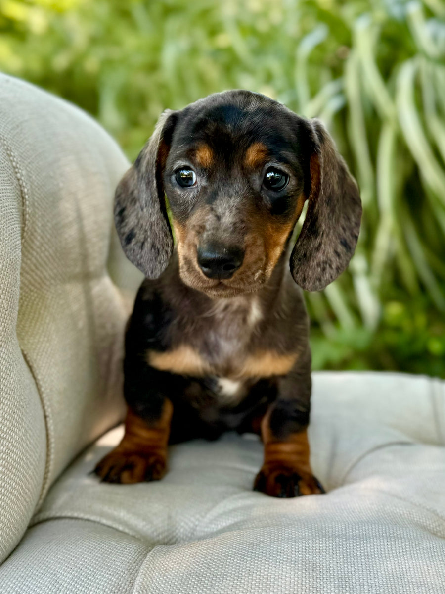 Dapple Blue Chiweenie Dapple Grey Merle Chihuahua