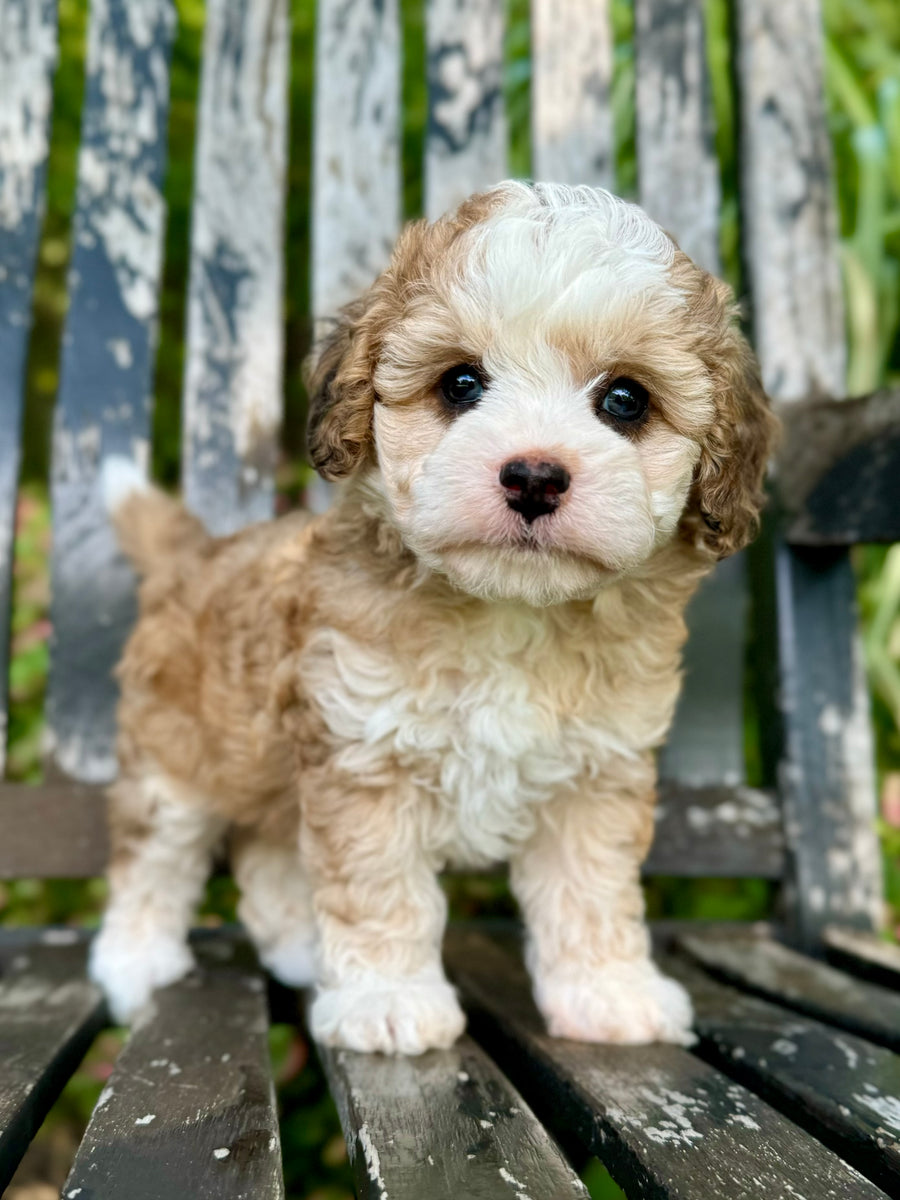 Cavachon Dogs Cavachon Breeders Midwest Dog Haircuts Cavachon