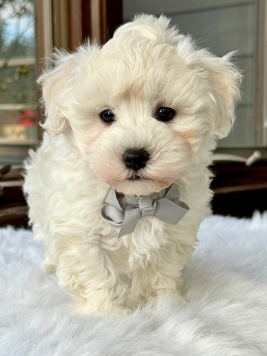 White Maltipoo Puppy Maltipoo Greenfield Puppies Peter Rabbit