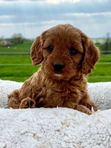 Open image in slideshow, Ruby Cavapoo Puppy π SOLD