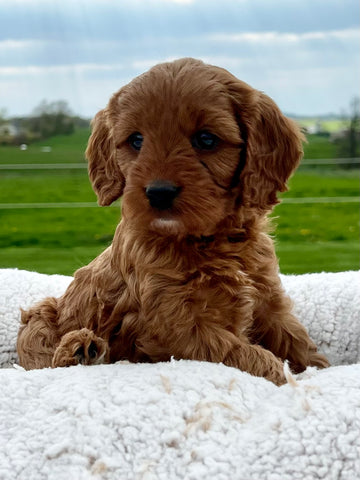 Open image in slideshow, Ruby Cavapoo Puppy π SOLD