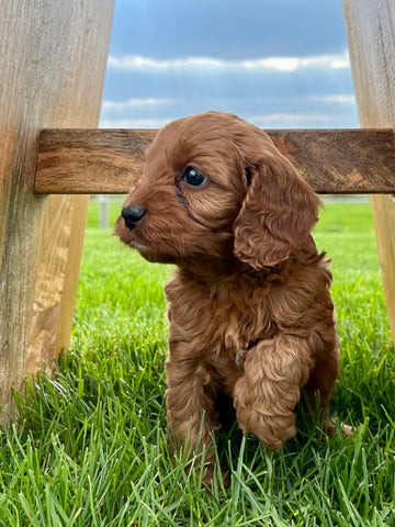 Open image in slideshow, Ruby Cavapoo Puppy π SOLD