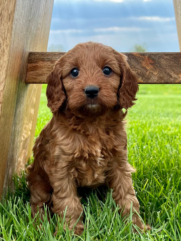 Open image in slideshow, Ruby Cavapoo Puppy π SOLD