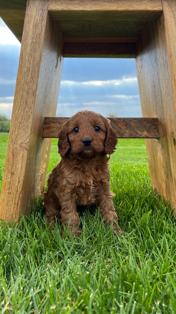 Open image in slideshow, Ruby Cavapoo Puppy π SOLD