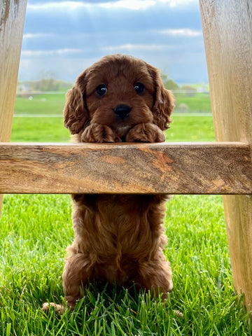 Open image in slideshow, Ruby Cavapoo Puppy π SOLD