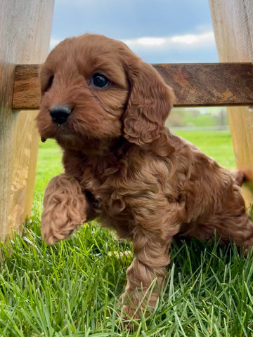 Open image in slideshow, Ruby Cavapoo Puppy π SOLD