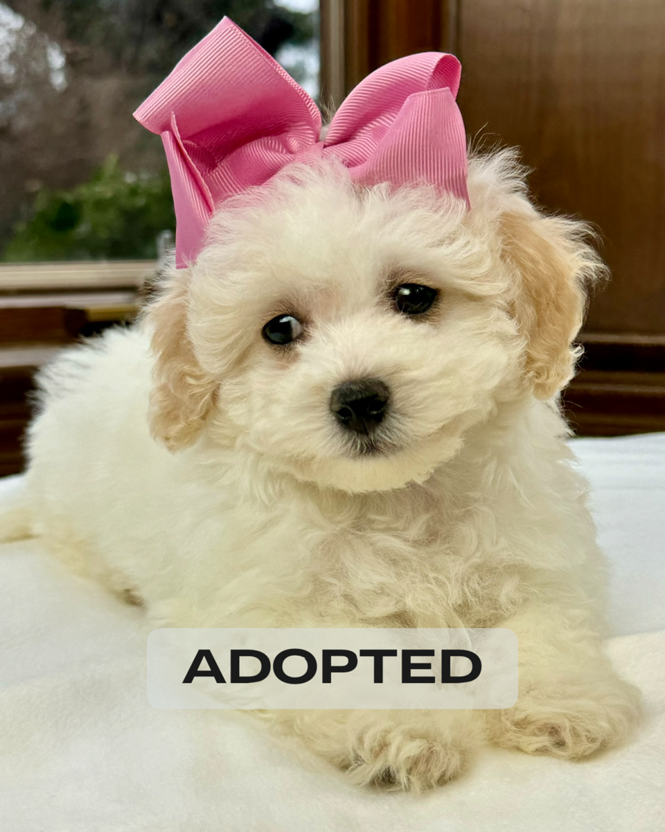 Lily Poochon Puppy SOLD – Precious Pups USA