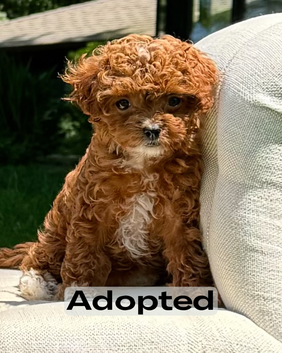 Puppy Toy Poodle Straight Hair Toy Poodle Cuts Long Straight