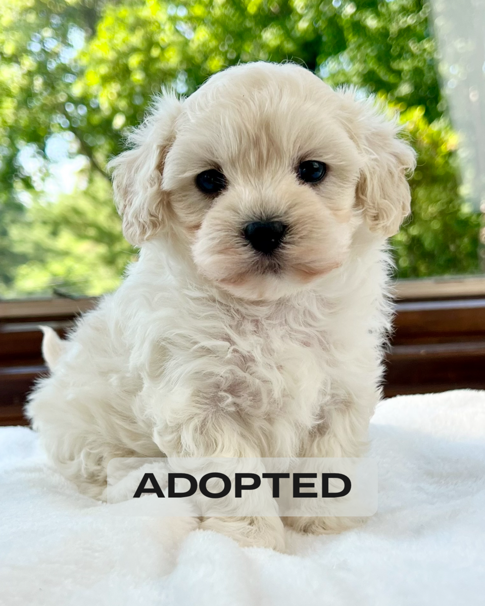 Grey Maltipoo Grey Maltipoo Piper Maltipoo Puppy SOLD – Precious