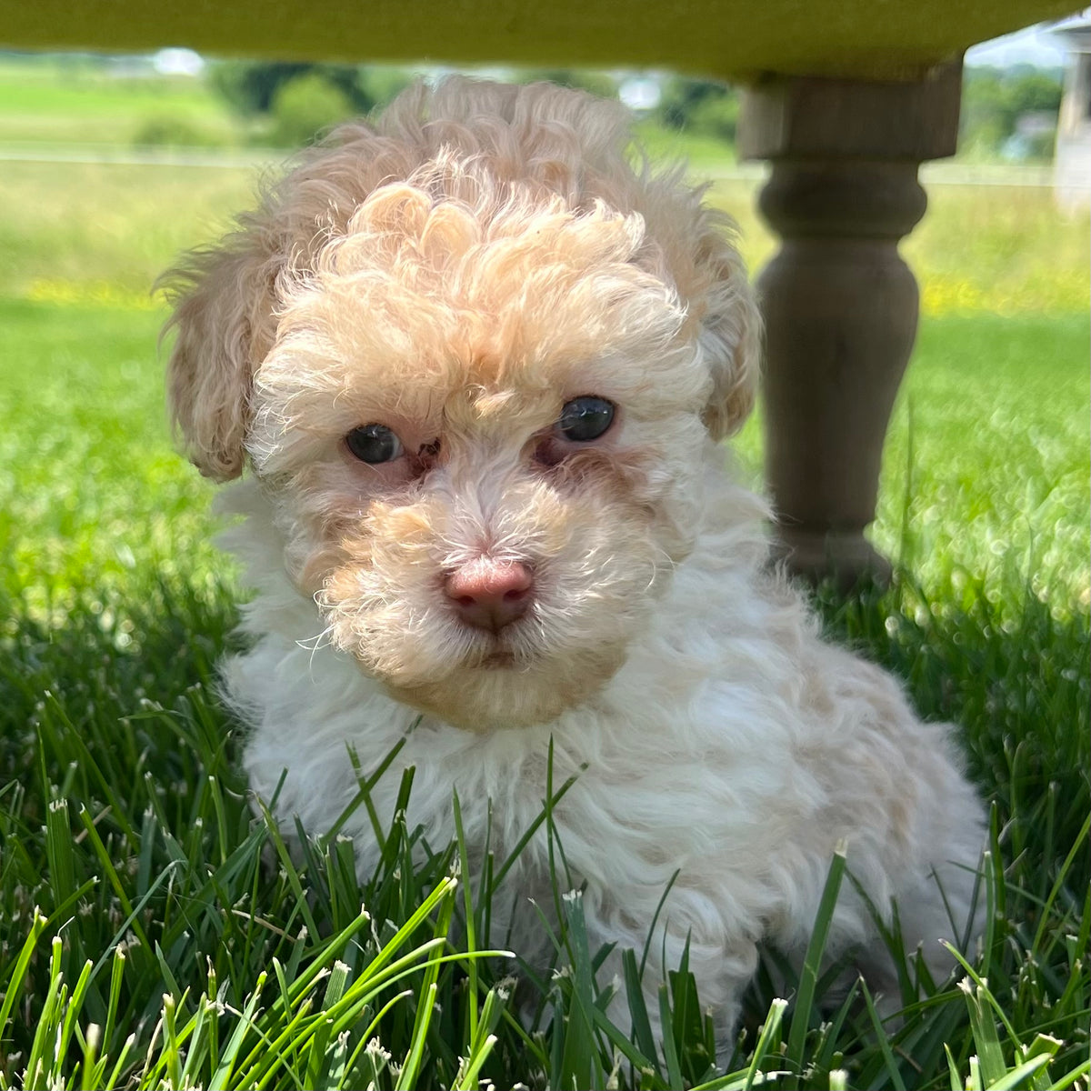 Buy cinnamon micro poodle sale