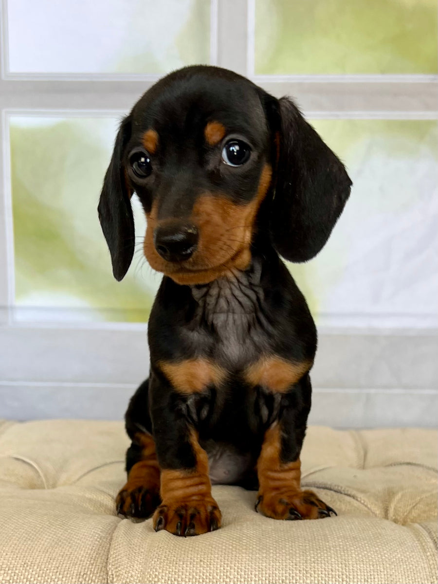 Black And Tan Minute Dachshund Cheerful Black Dachshund Shiny