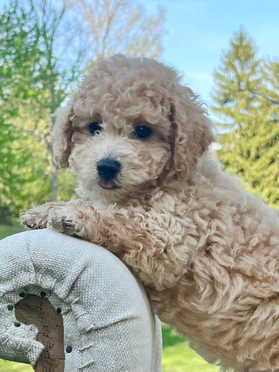 Caramel Poochon Puppy 💙 Sold Precious Pups Usa