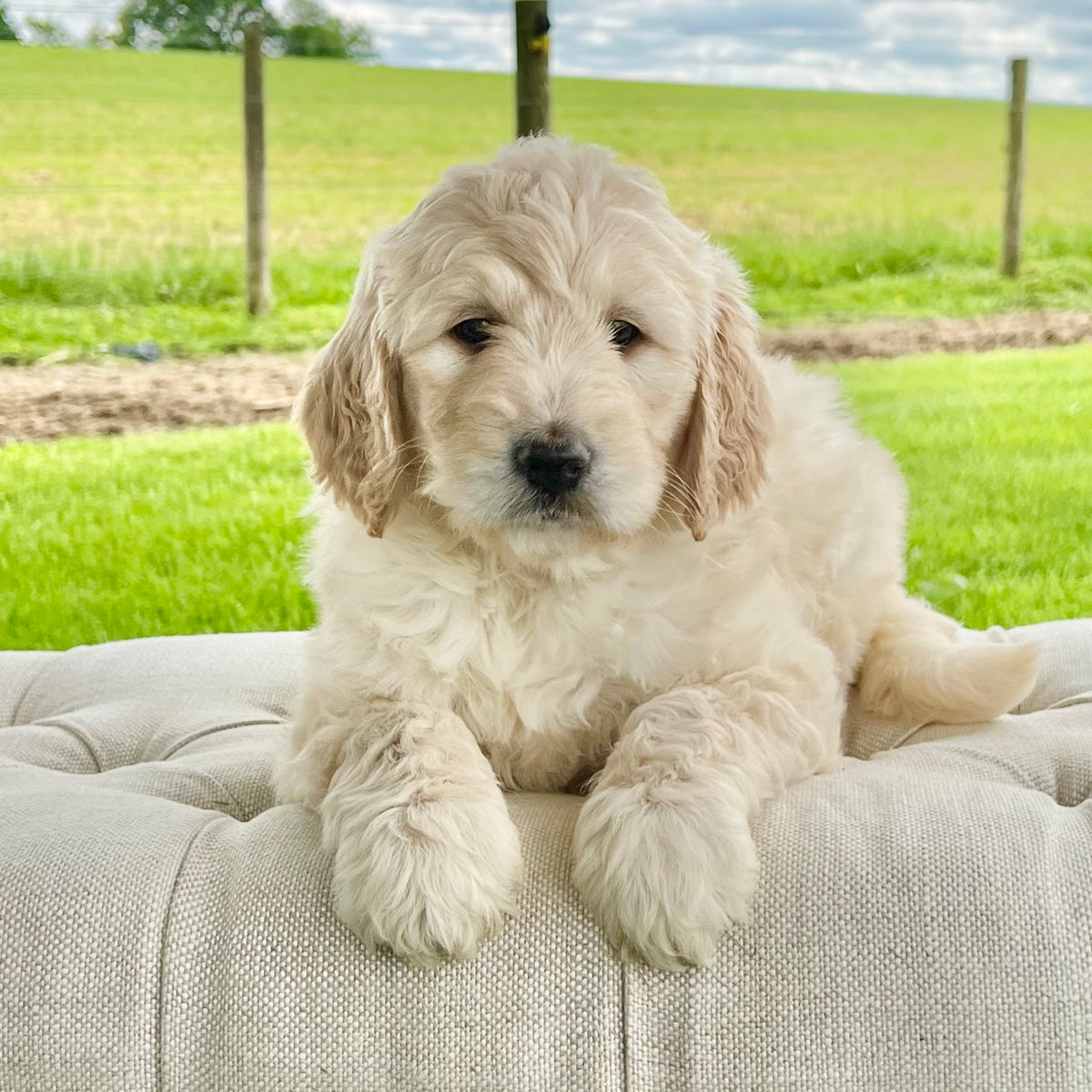 Dogs Hoobly Golden Retriever Puppies Golden Retriever Puppies