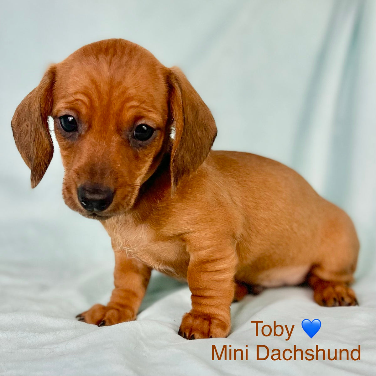 Mini recognized dachshund puppies price