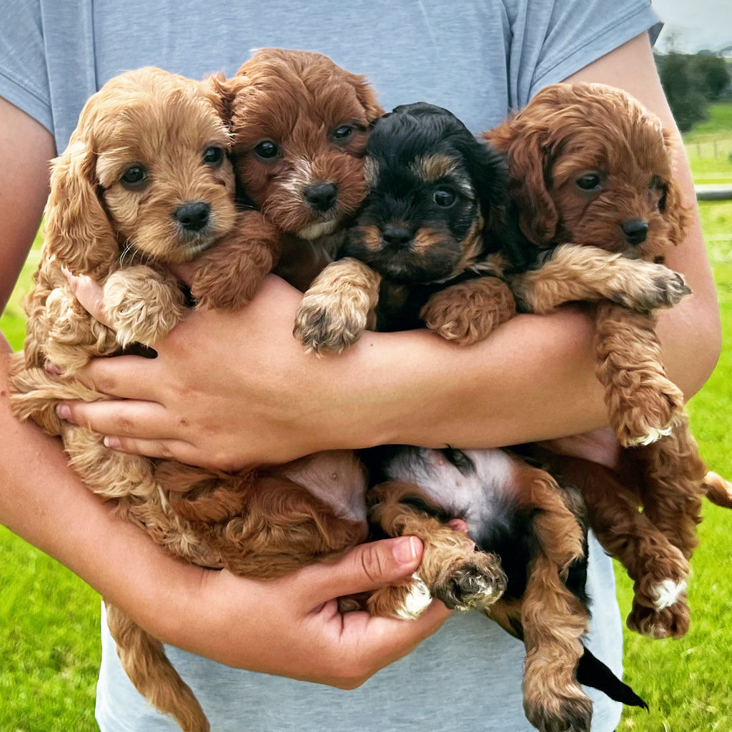 Available Puppies