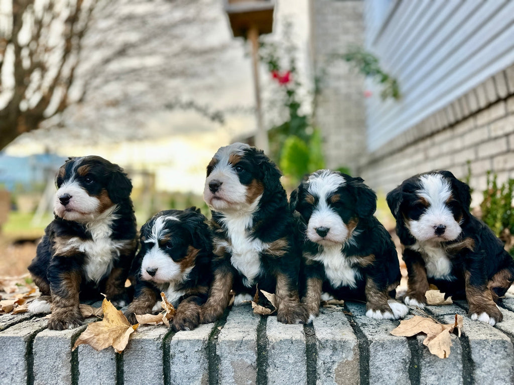 Bernedoodle - SOLD OUT