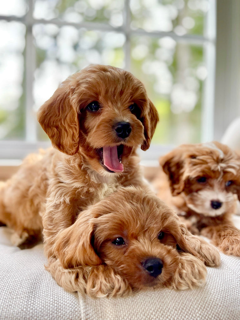 Cavapoo - AVAILABLE NOW