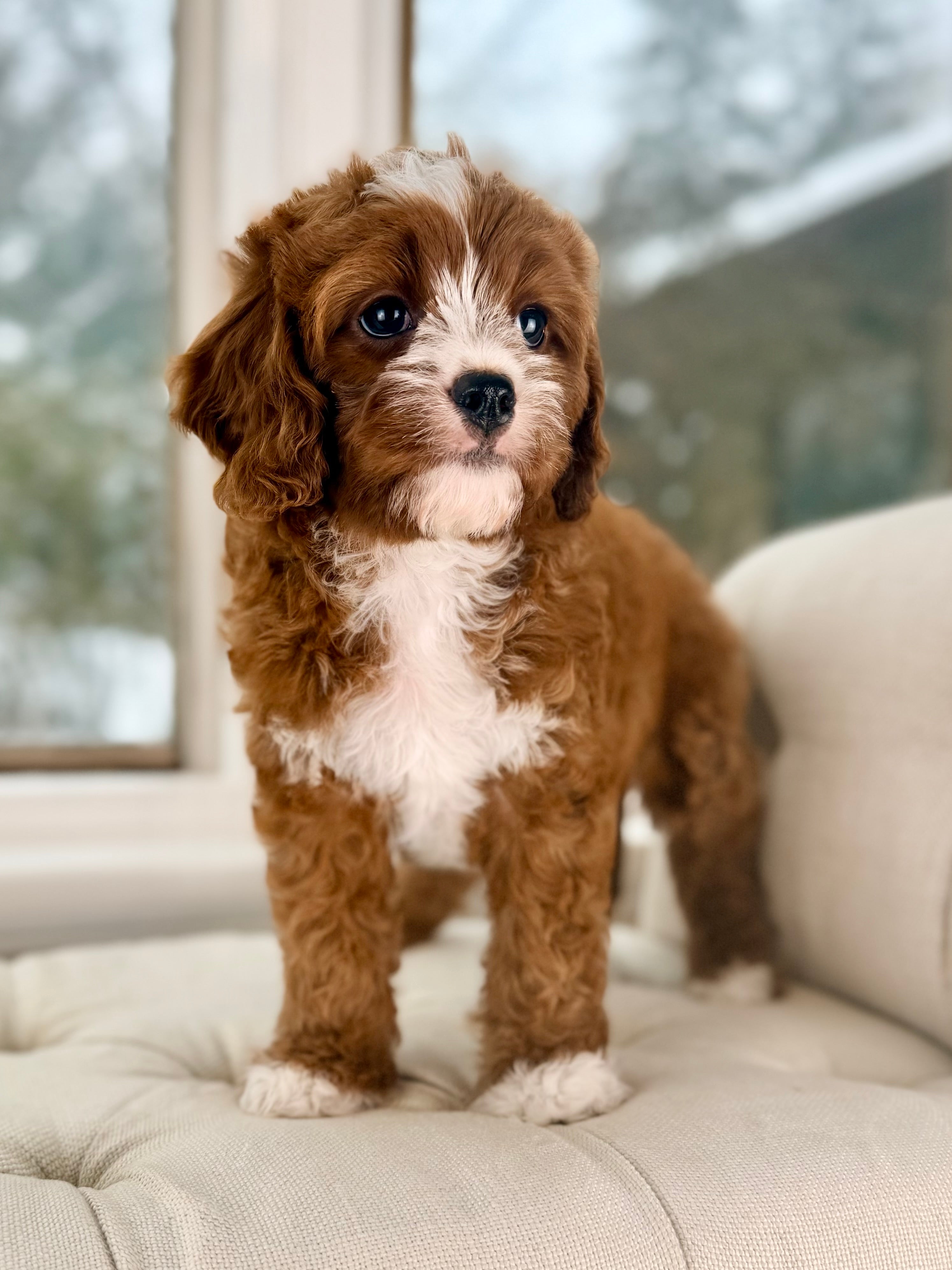 Dry Valapoo Valentino Cavapoo Puppy 💙 Potty & Crate Trained – Precious Pups USA