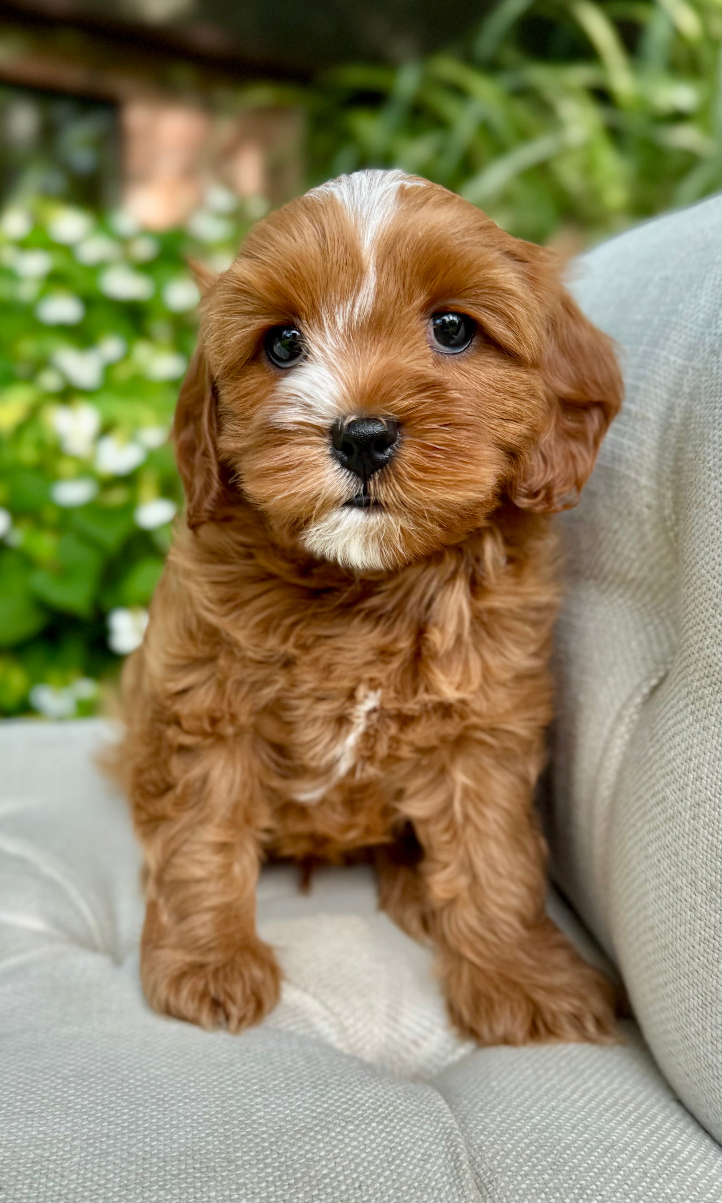 Button. The Cavapoo Mr. Bingley Cavapoo Puppy 💙 SOLD – Precious Pups Doodles