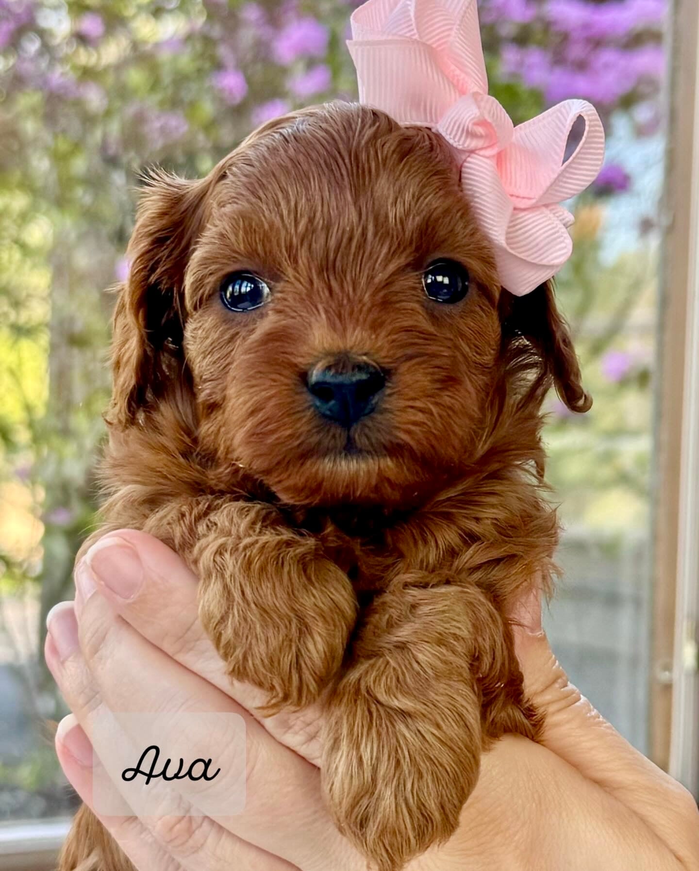Small Toy Cavapoo Ava Toy Cavapoo Puppy π SOLD β Precious Pups USA