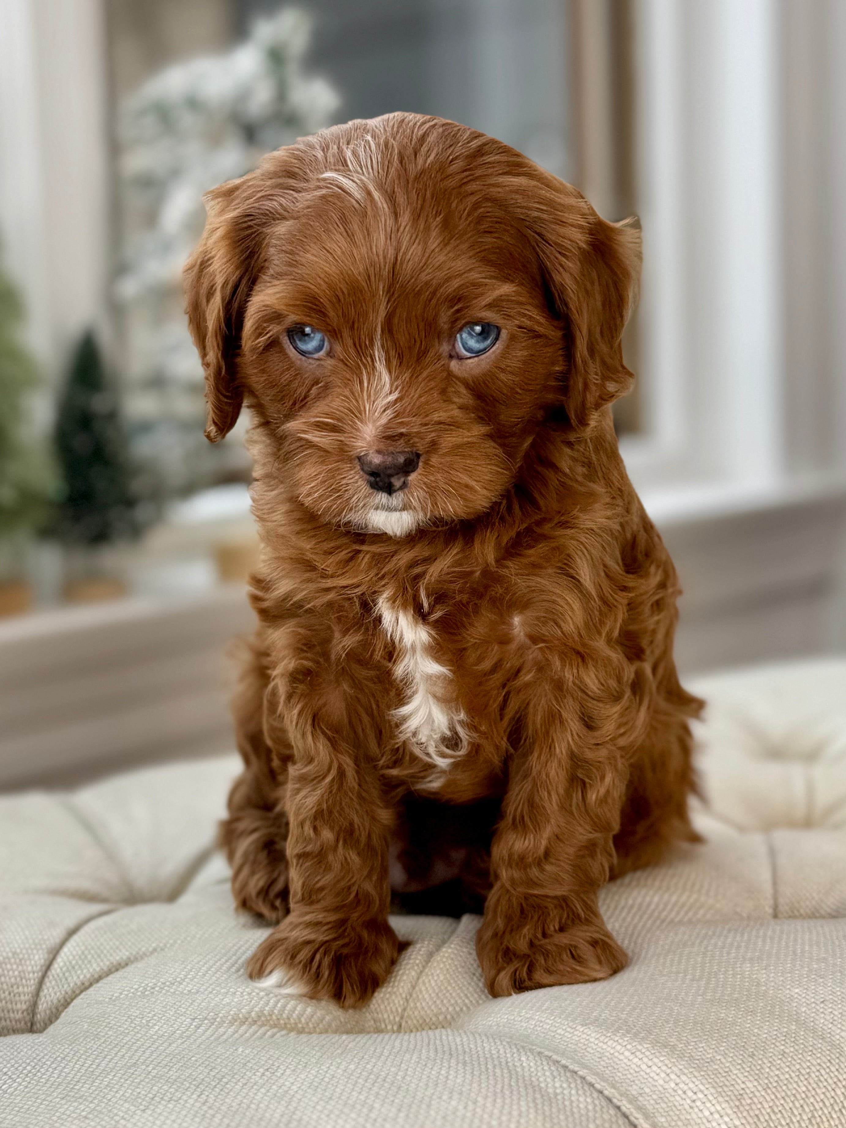 Multigen Fa Davenport Multigen Cavapoo Puppy 💙 ADOPTED – Precious Pups Doodles