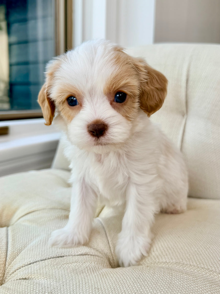Luke Cowapoo Luke Skywalker Cavapoo Puppy 💙 ADOPTED – Precious Pups Doodles