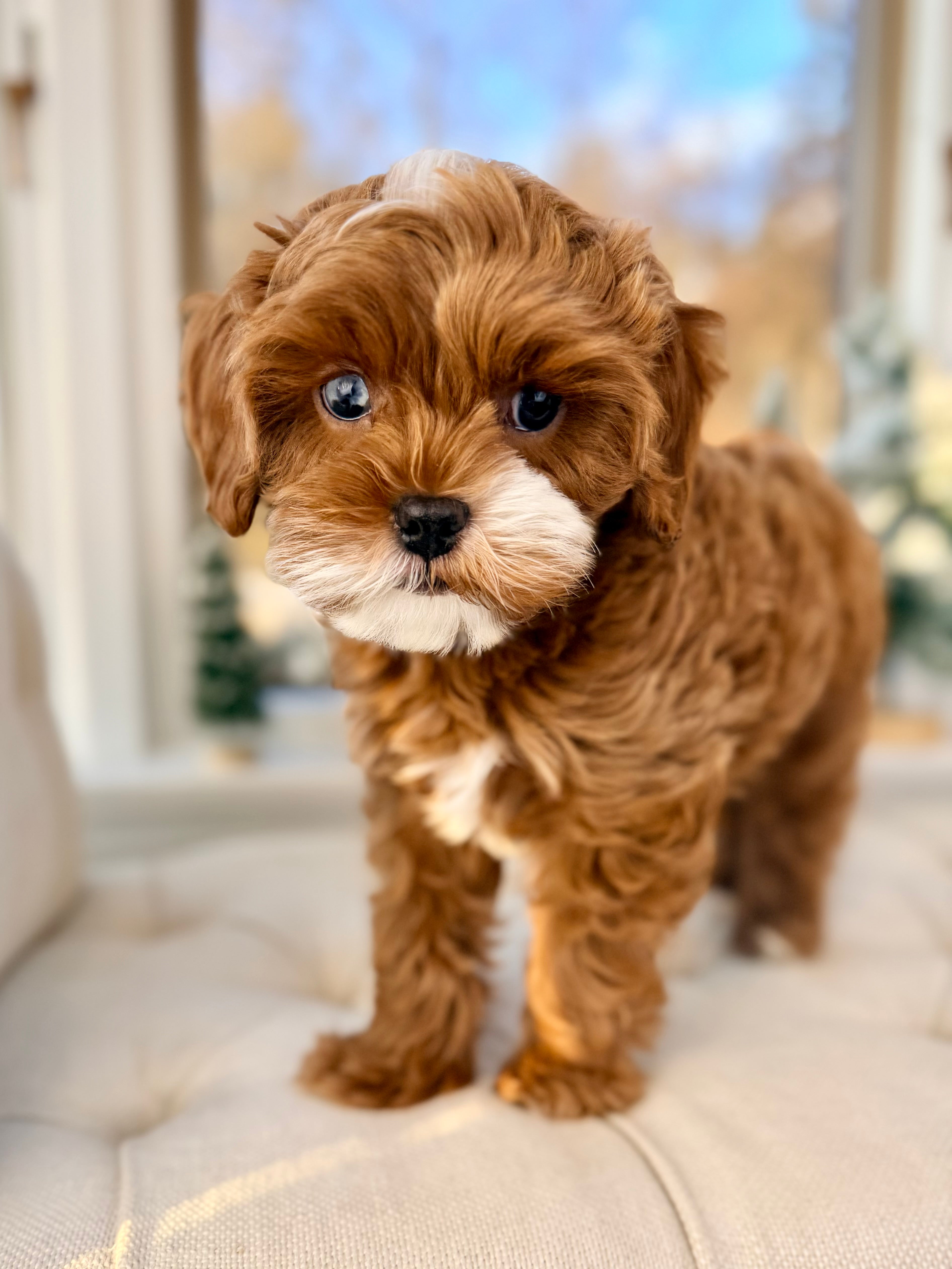 Multigen Fa Vincent Multigen Cavapoo Puppy 💙 ADOPTED – Precious Pups USA