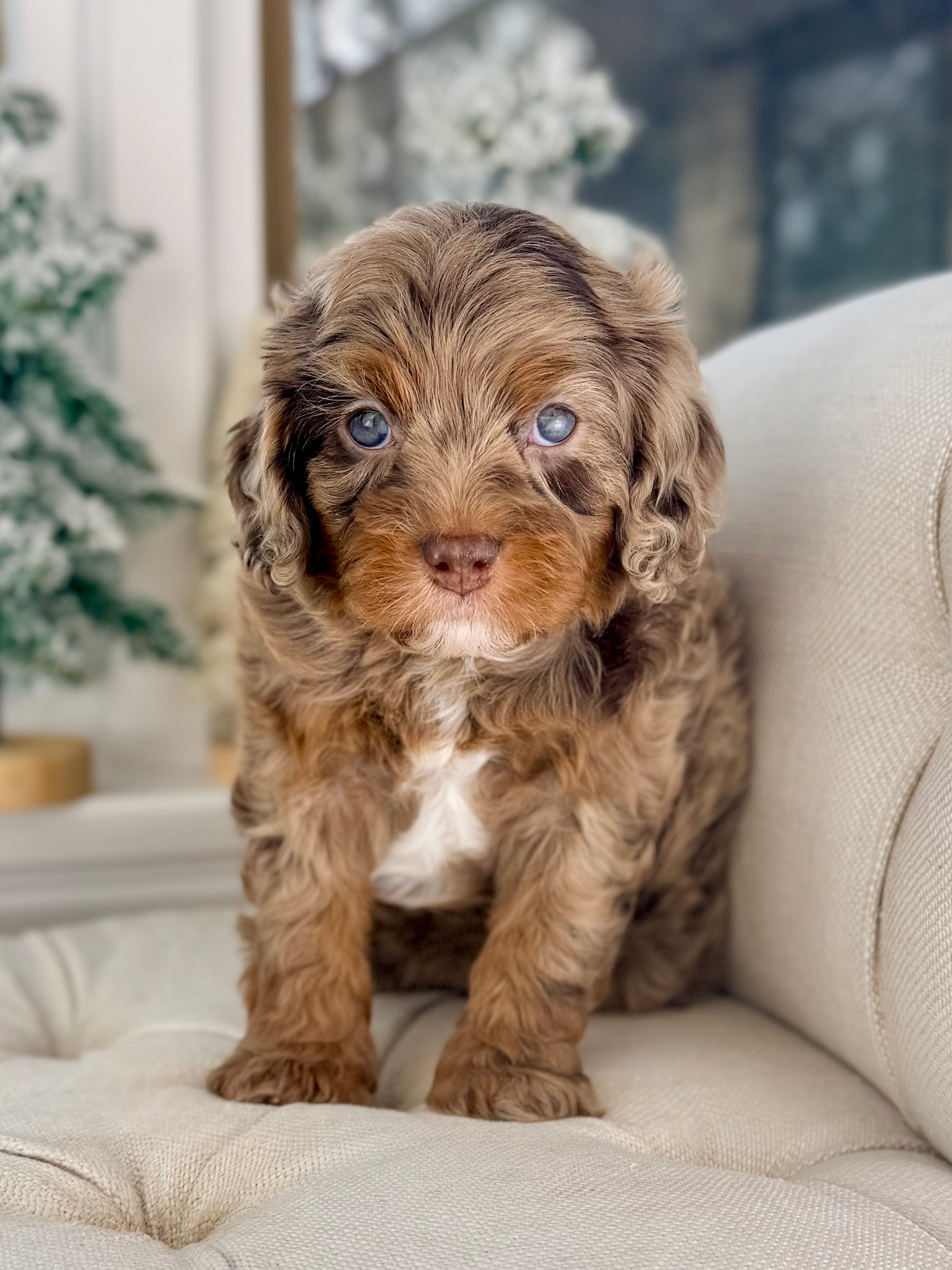 Cavapoochon Merle Camille Cavapoo Puppy 💗 ADOPTED – Precious Pups Doodles