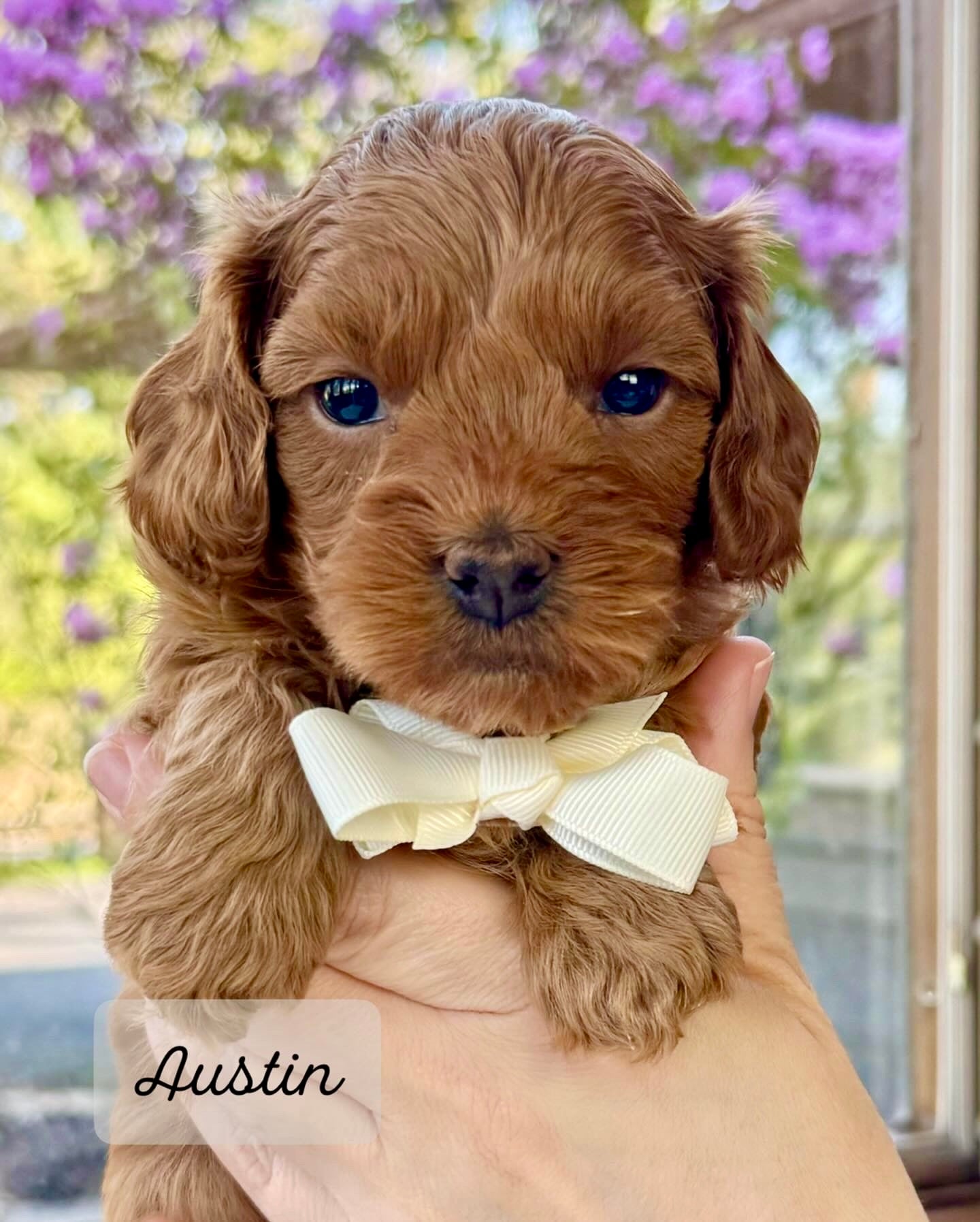 Toy Cavapoo Baton Rouge Austin Toy Cavapoo Puppy 💙 SOLD – Precious Pups Doodles