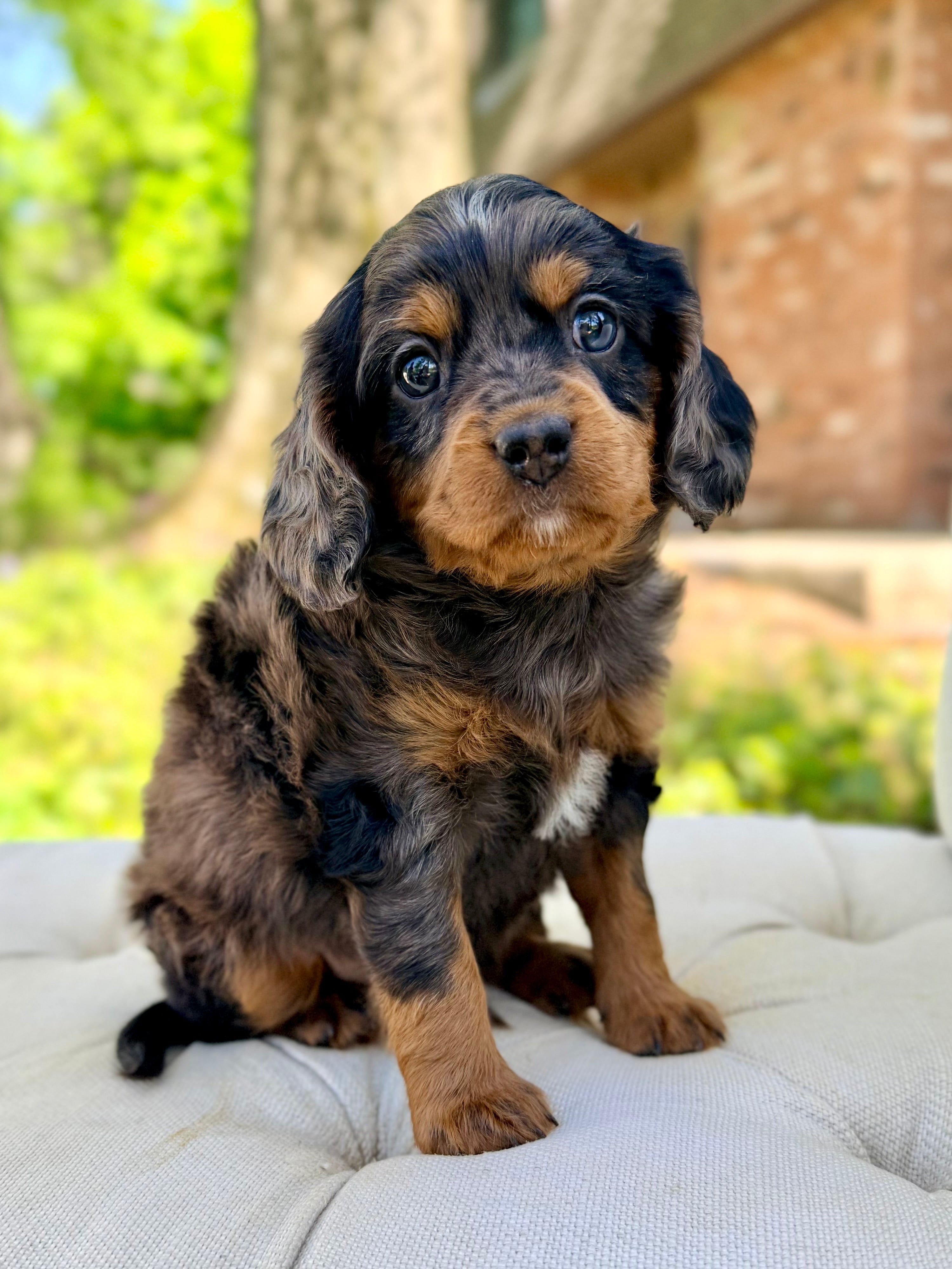Multigen Fa Freddy Multigen Cavapoo Puppy 💙 ADOPTED – Precious Pups Doodles