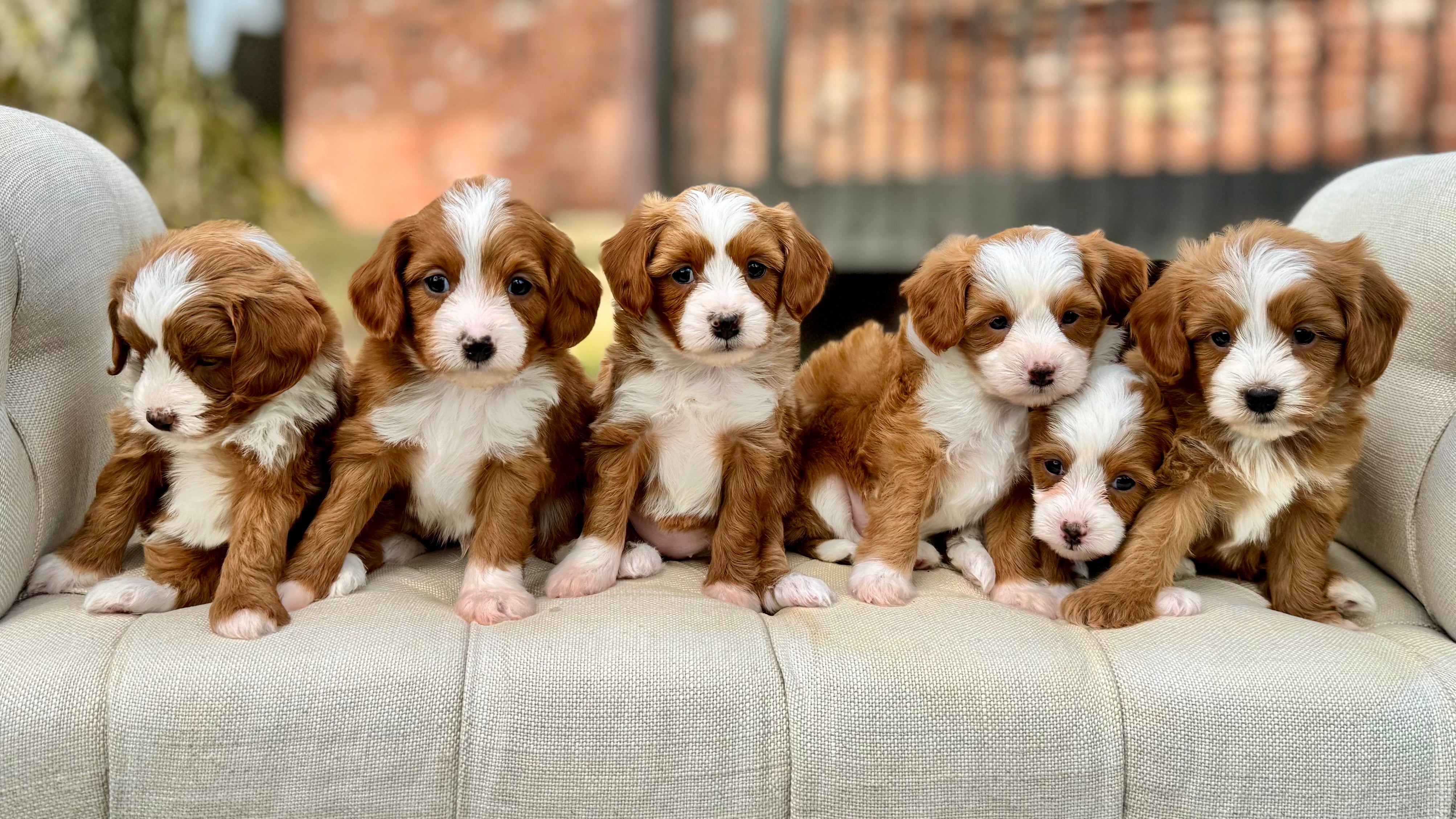 Toy Cavapoo Baton Rouge Sloane Toy Cavapoo Puppy 💗 ADOPTED – Precious Pups Doodles
