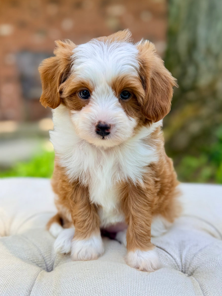 Sloane Toy Cavapoo Puppy 💗 ADOPTED – Precious Pups Doodles