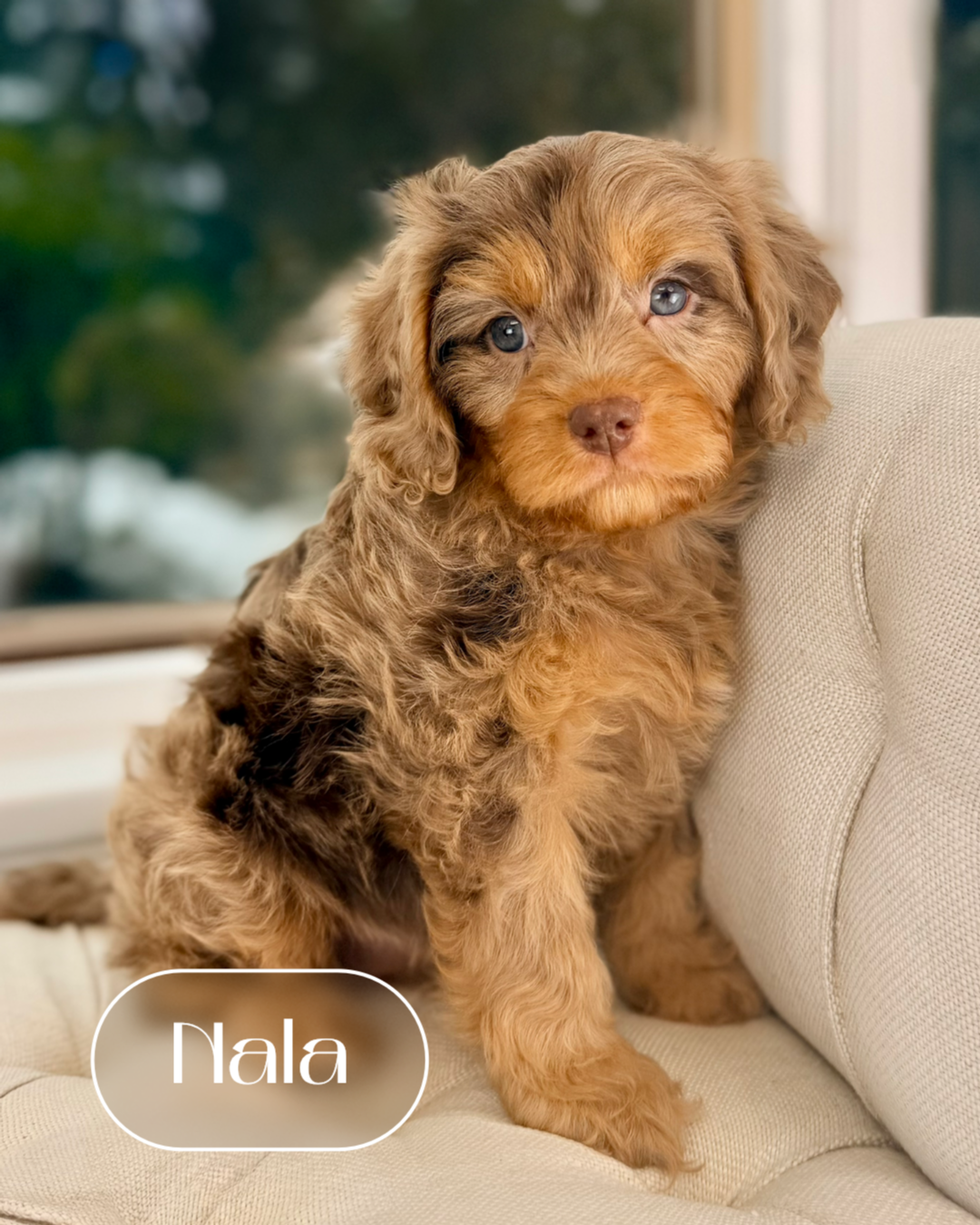 Nala Cockapoo Nala Cavapoo Puppy 💗 ADOPTED – Precious Pups Doodles