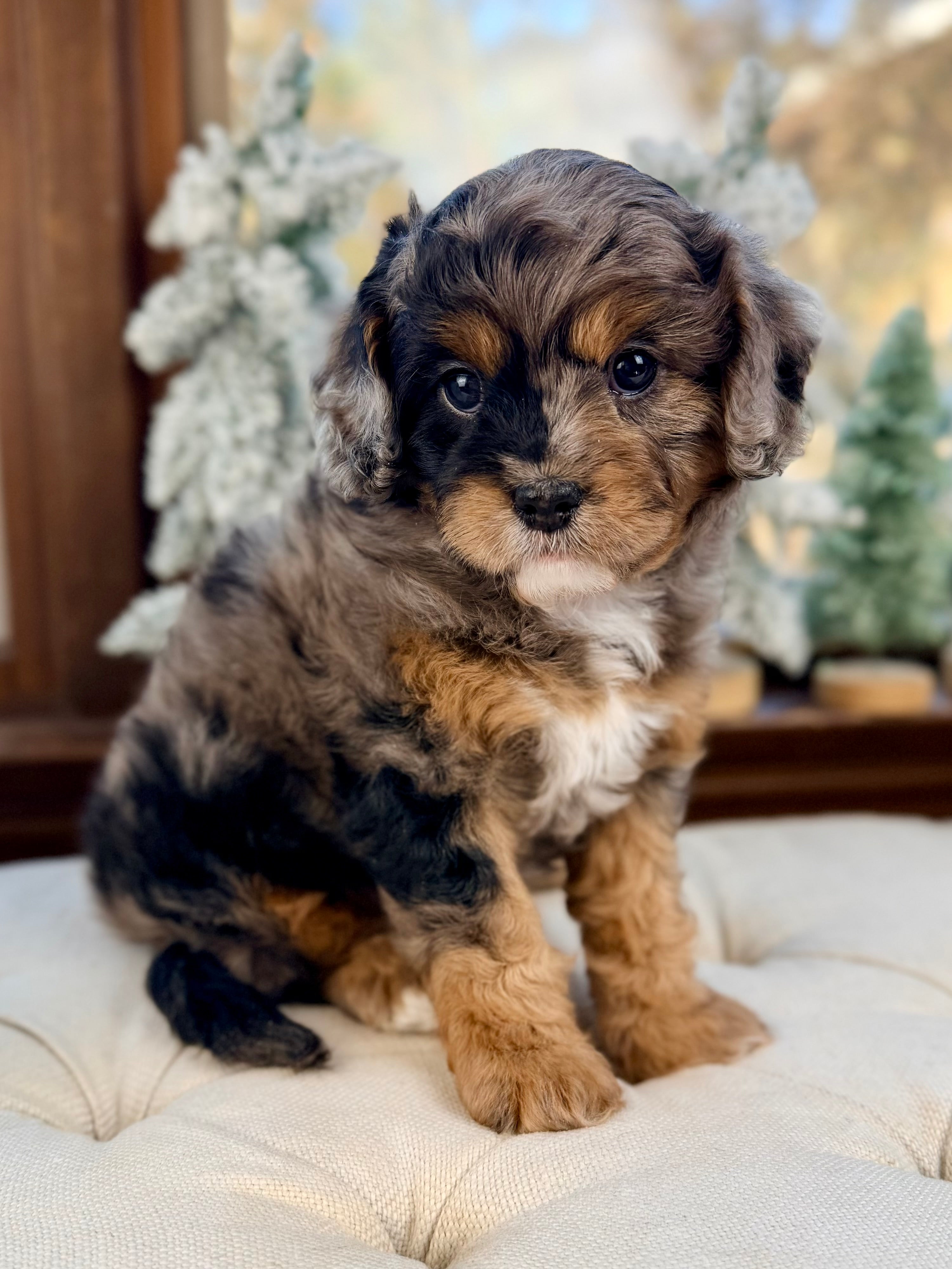 Claus Cavapoo Puppy 💙 ADOPTED – Precious Pups USA