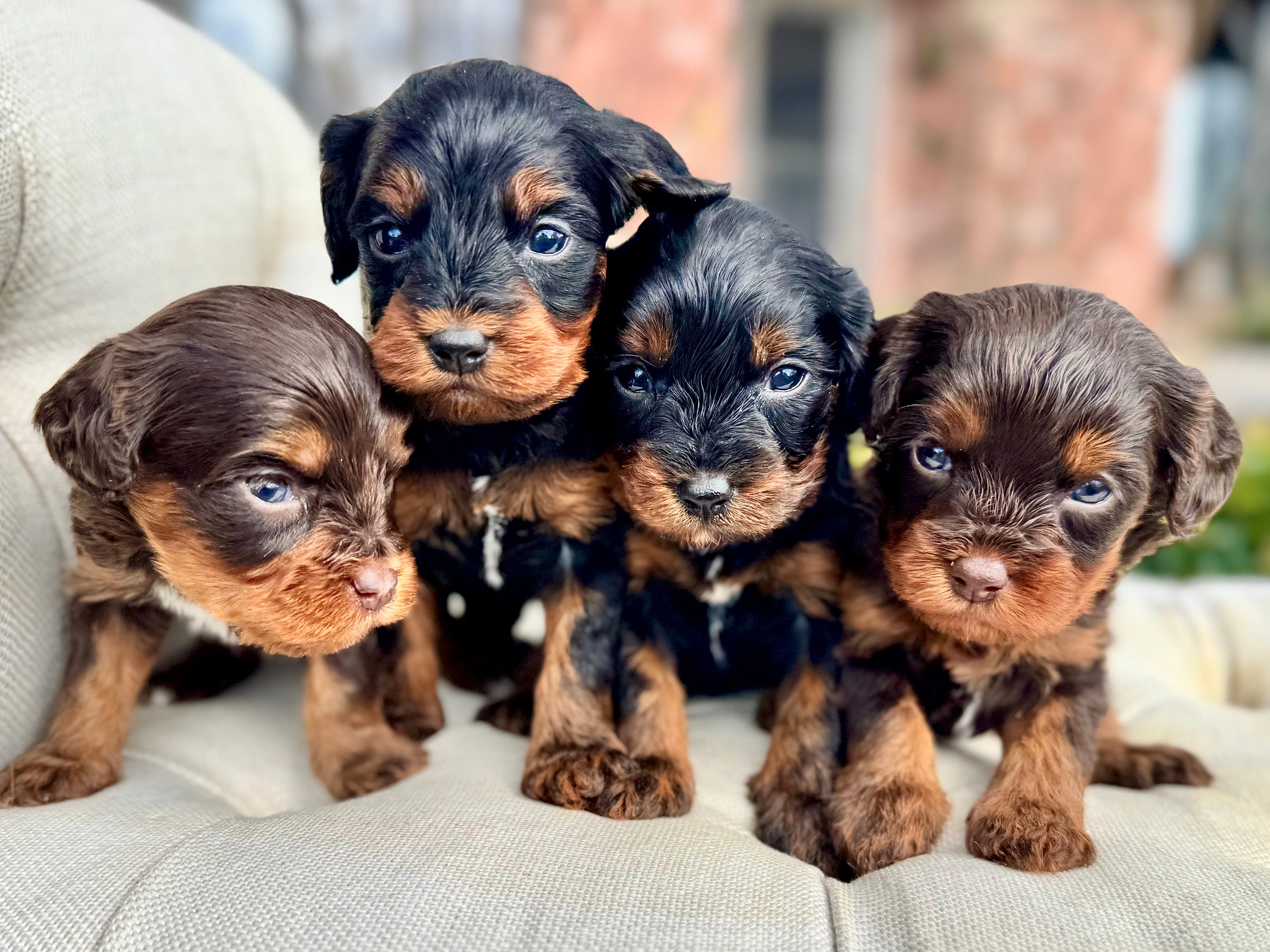 Cavapoo Cookies Fudge Cavapoo Puppy 💙 ADOPTED – Precious Pups Doodles