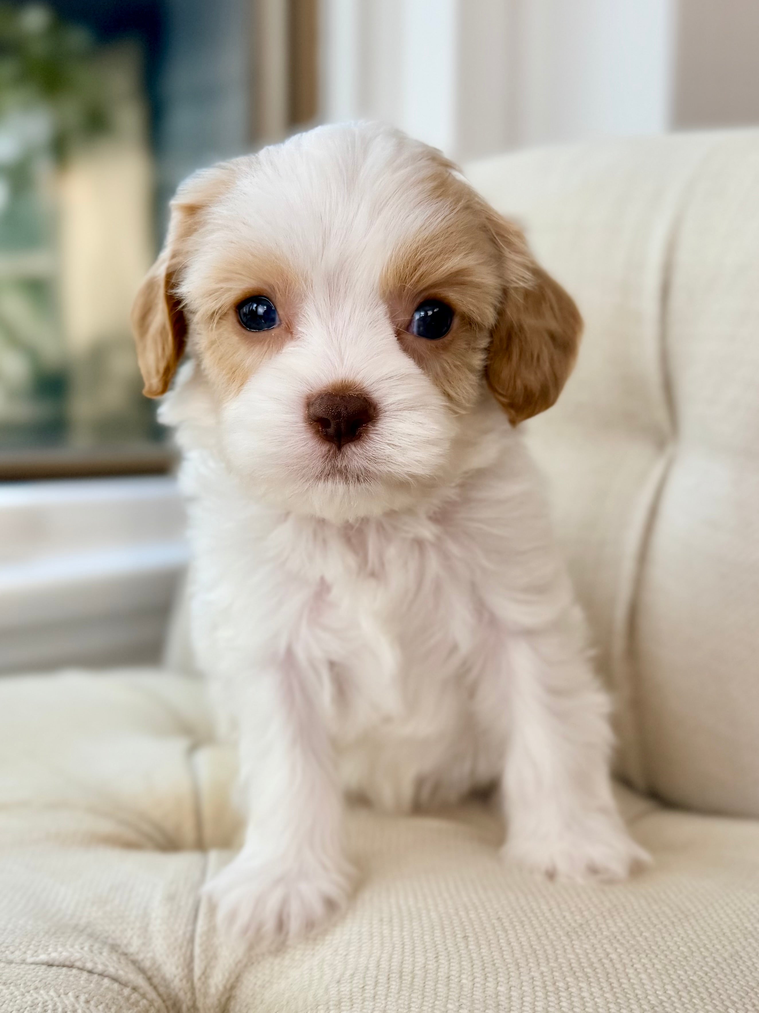 Luke Cowapoo Luke Toy Cavapoo Puppy 💙 Crate & Potty Trained ADOPTED – Precious Pups ...