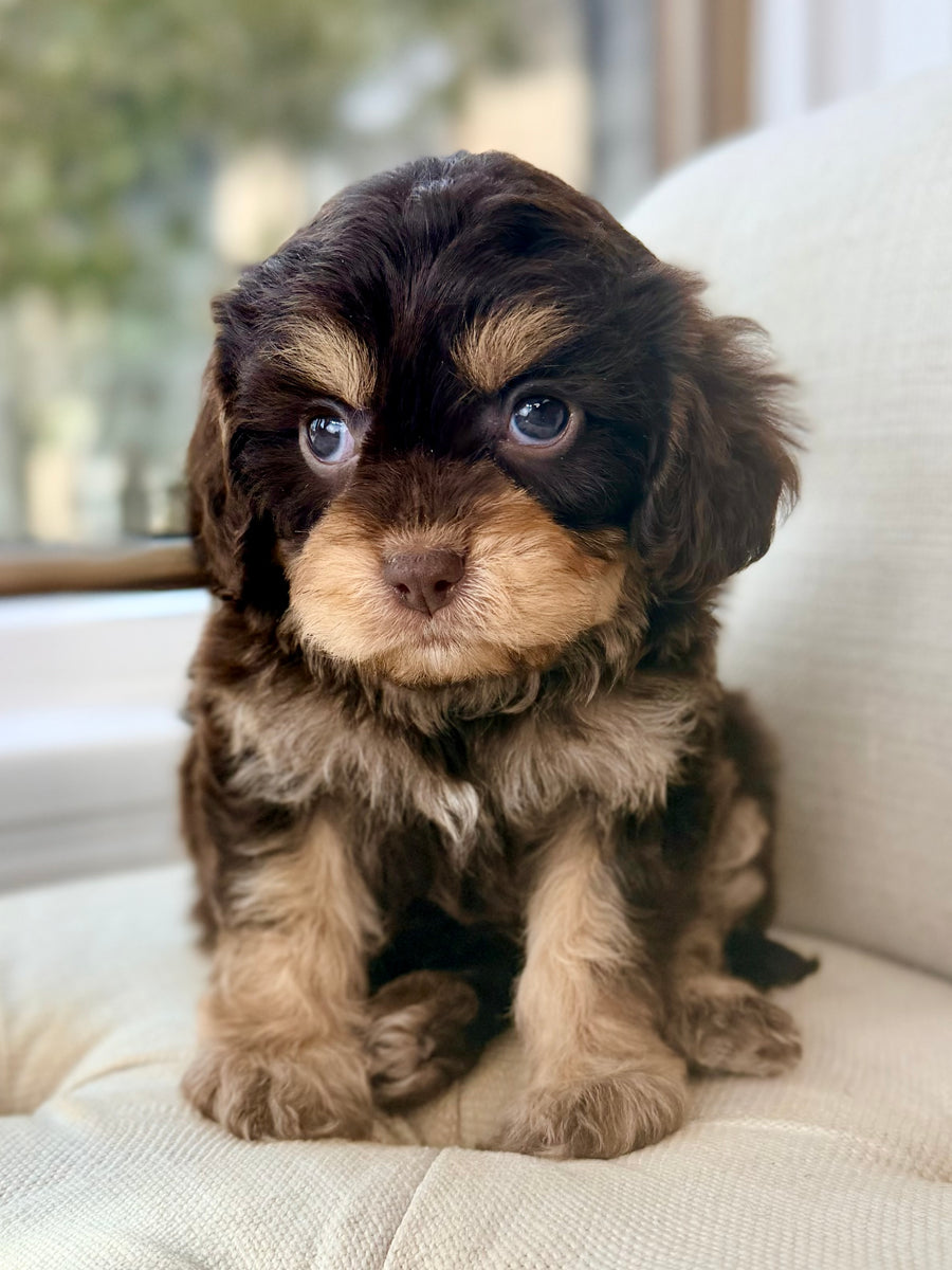 Han Solo Cavapoo Puppy 💙 ADOPTED – Precious Pups USA