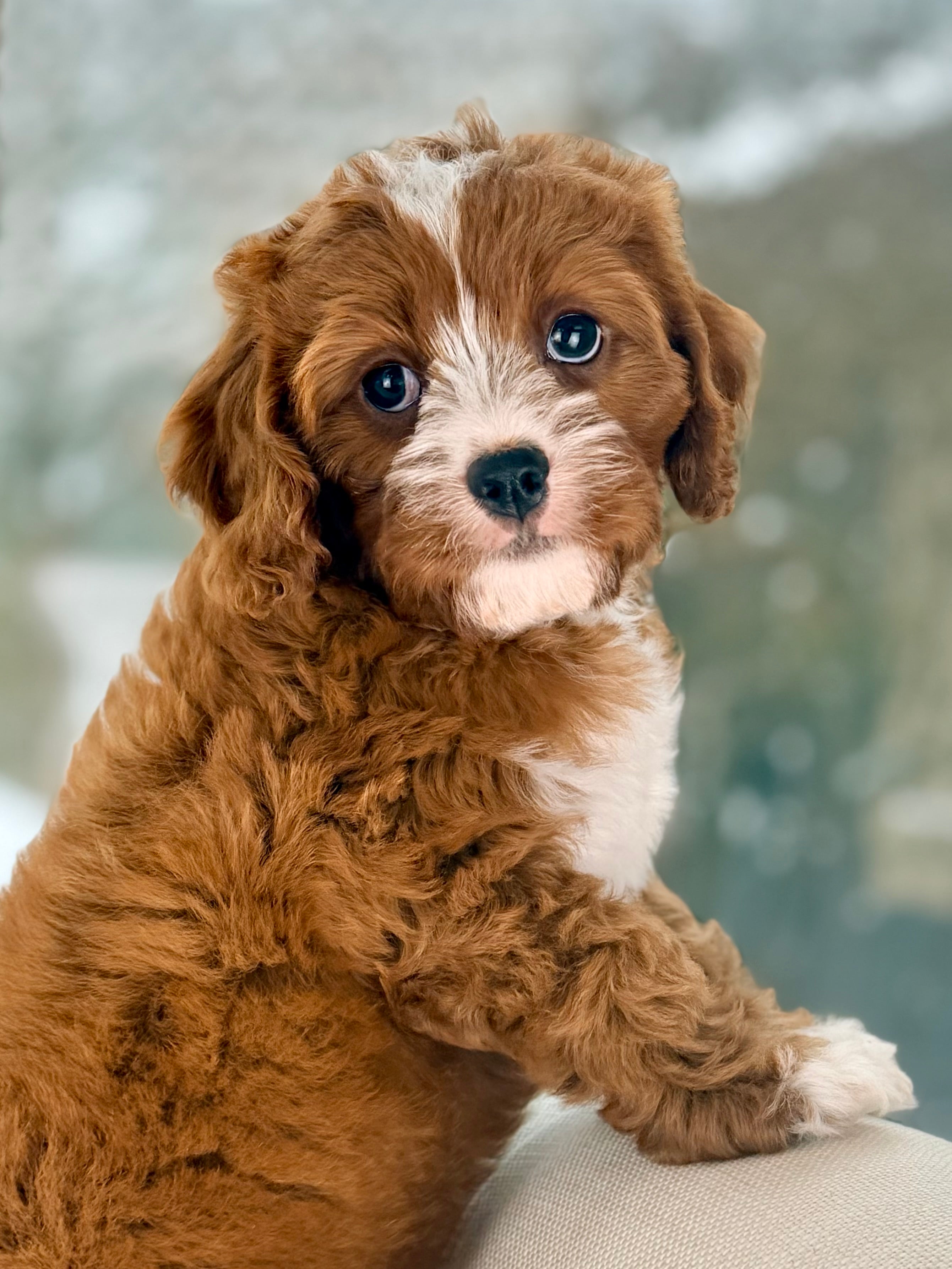 Dry Valapoo Valentino Cavapoo Puppy 💙 Potty & Crate Trained – Precious Pups USA