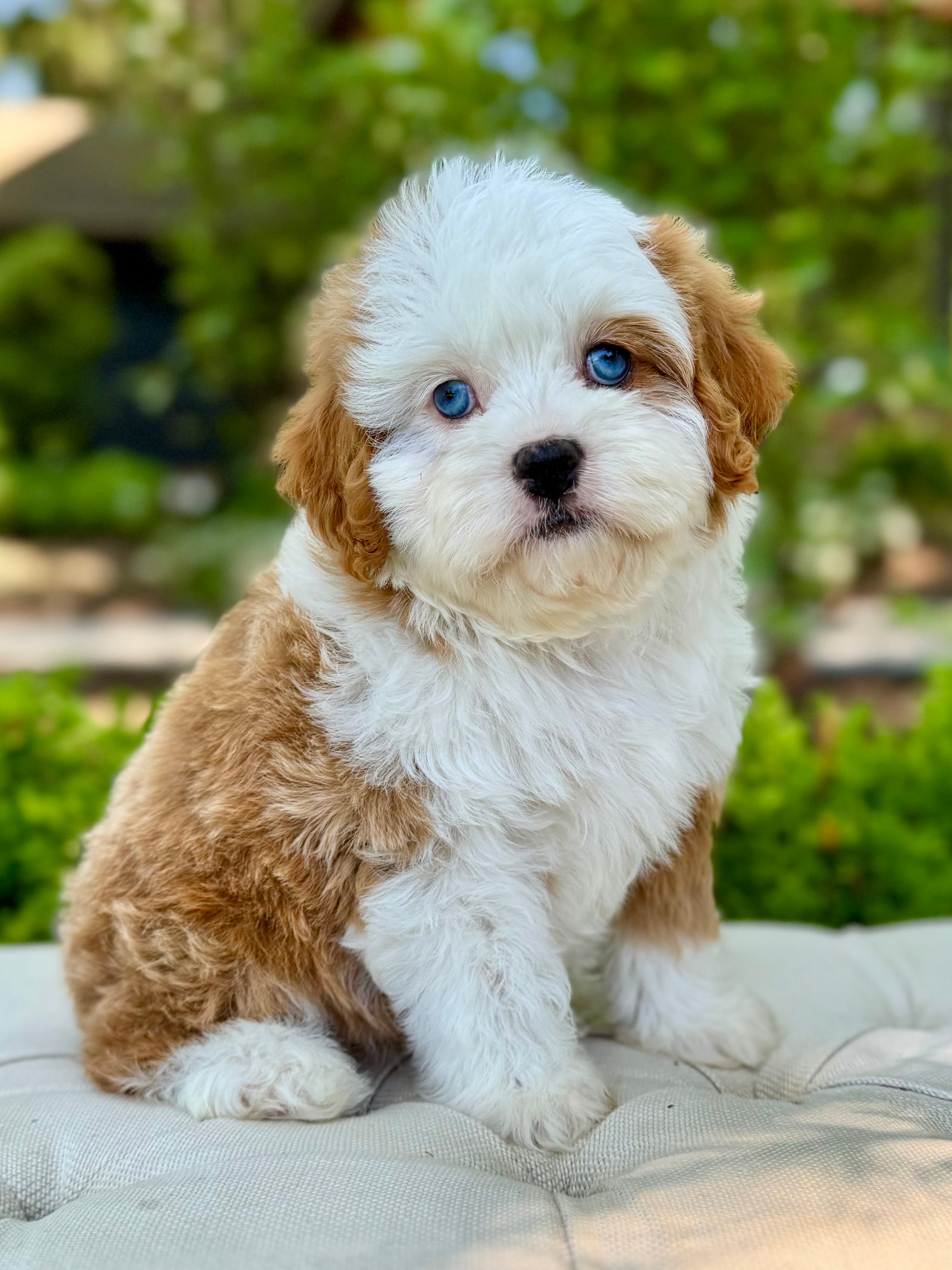 Cavapoo Pit Camilla Mini Cavapoo Puppy 💗 Crate & Potty Trained – Precious Pups Doodles