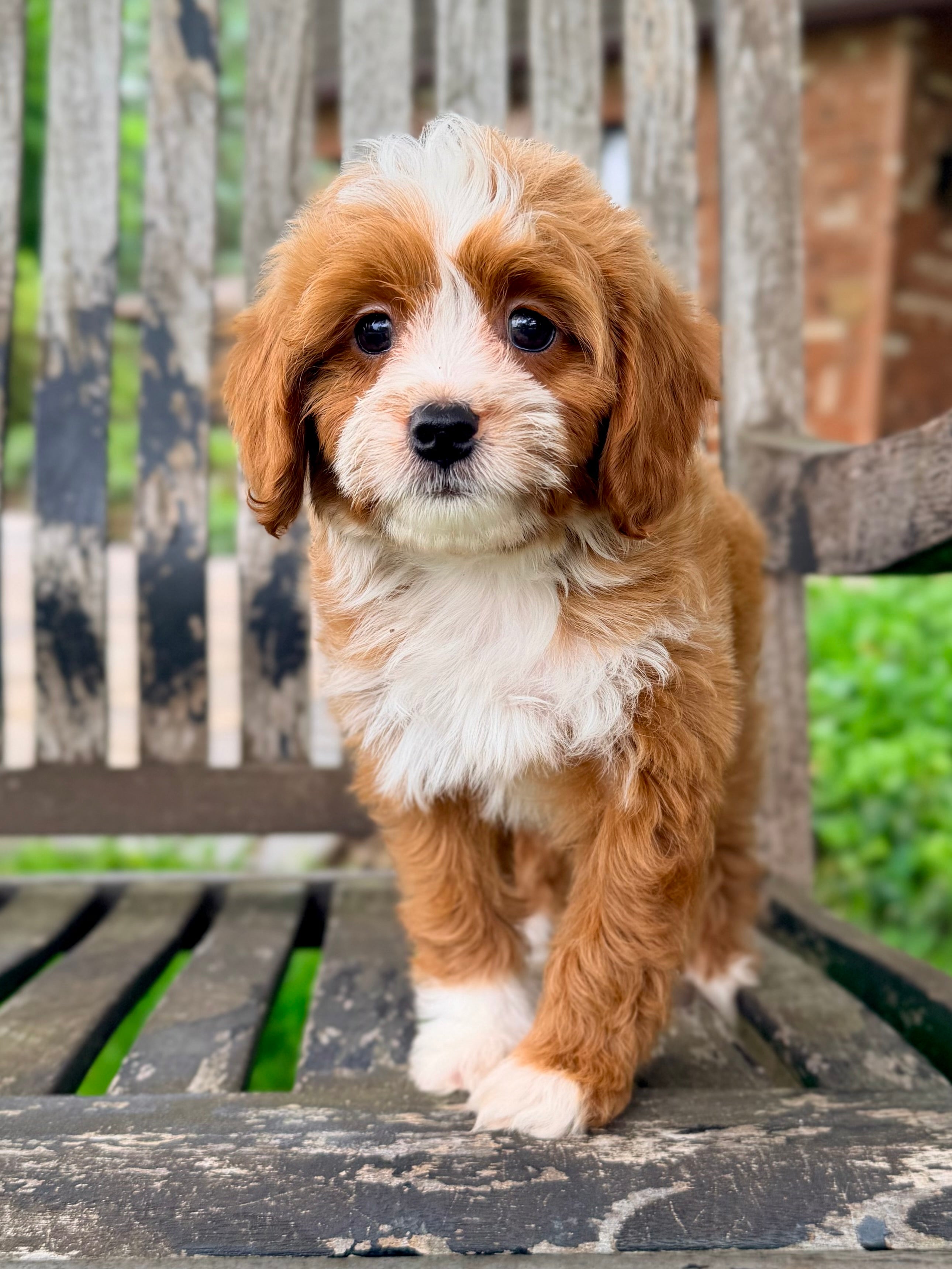 Toy Cavapoo Baton Rouge Leni Toy Cavapoo Puppy 💗 ADOPTED – Precious Pups Doodles