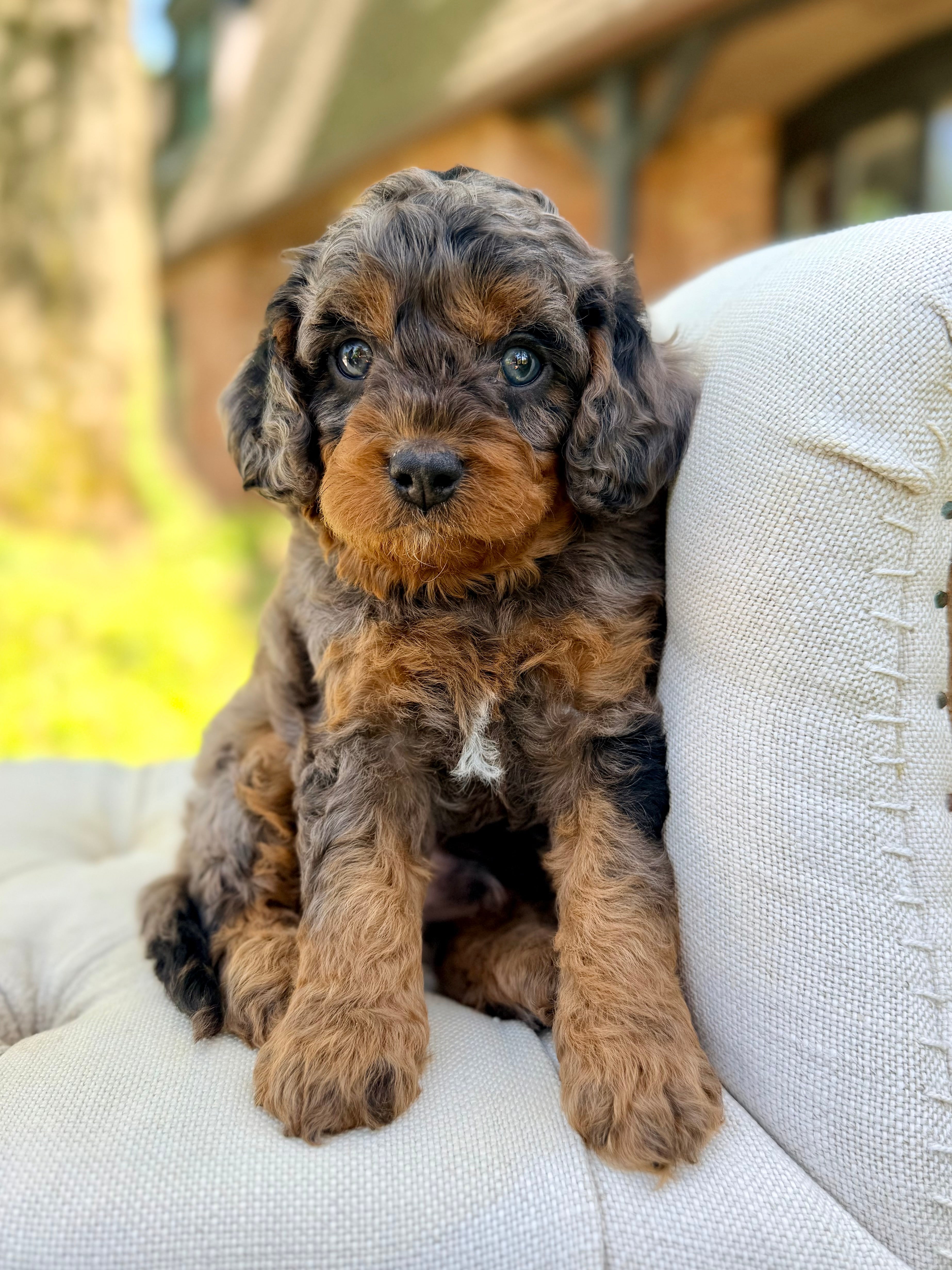 Multigen Fa Silver Multigen Cavapoo Puppy 💙 ADOPTED – Precious Pups Doodles