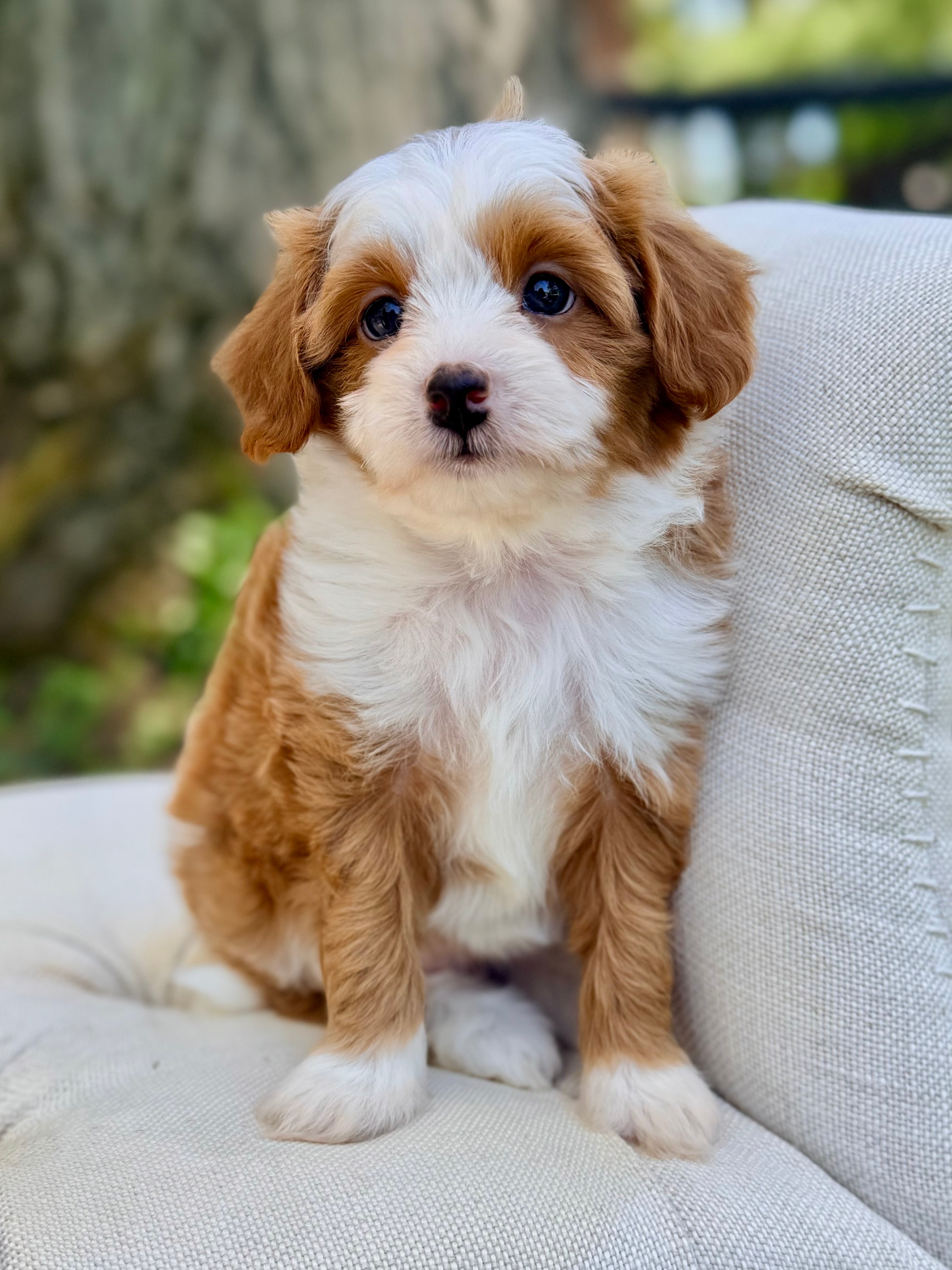 Toy Cavapoo Baton Rouge Sloane Toy Cavapoo Puppy 💗 ADOPTED – Precious Pups Doodles