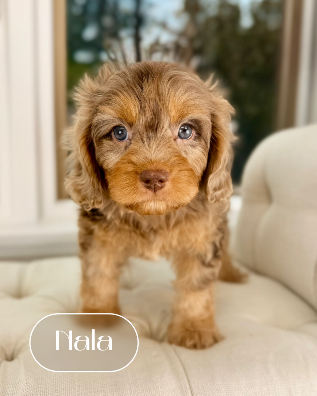 Nala Cockapoo Nala Cavapoo Puppy 💗 ADOPTED – Precious Pups Doodles