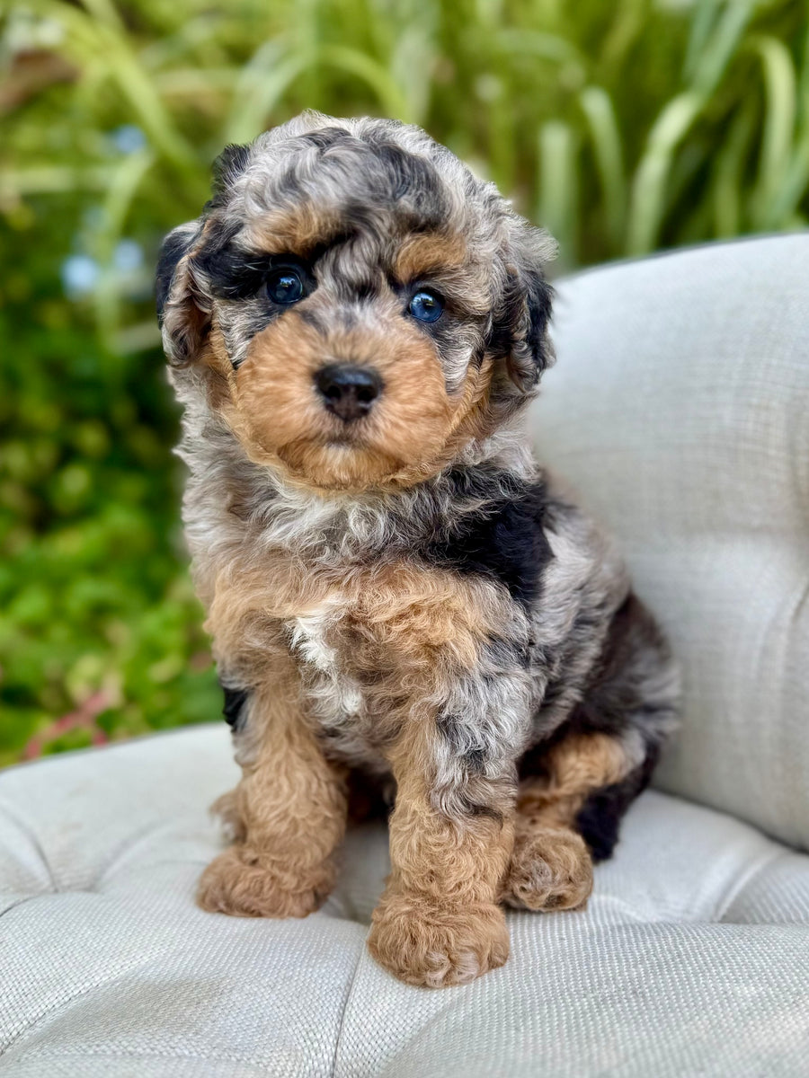 Van Gogh F1b Cavapoo Puppy 💙 SOLD – Precious Pups Doodles