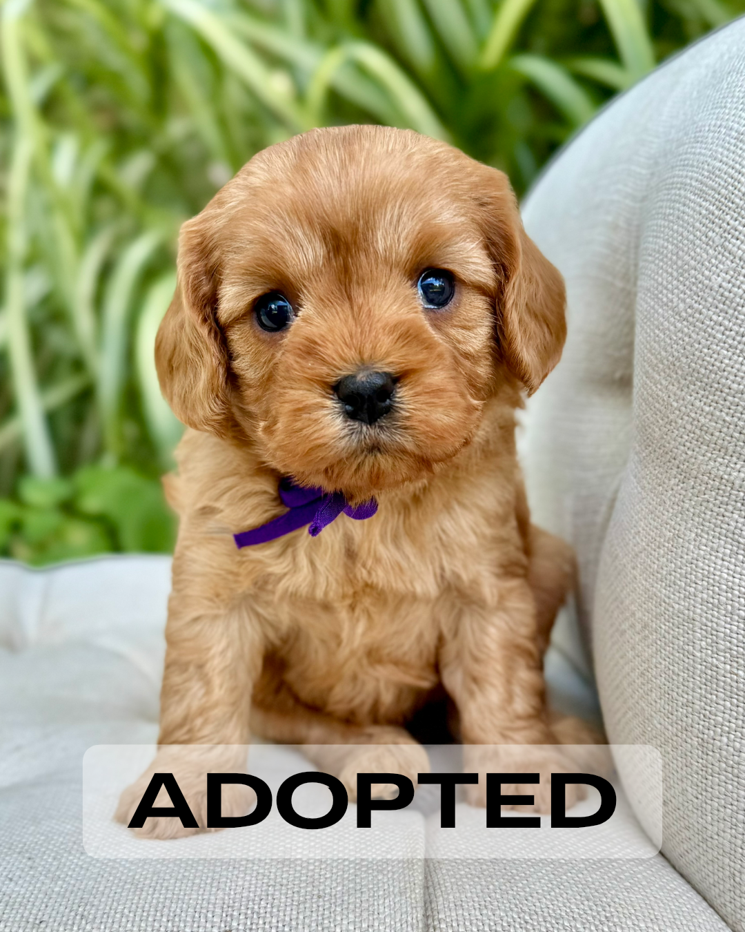 Cavapoo Cookies Caramel Cavapoo Puppy 💗 SOLD – Precious Pups Doodles